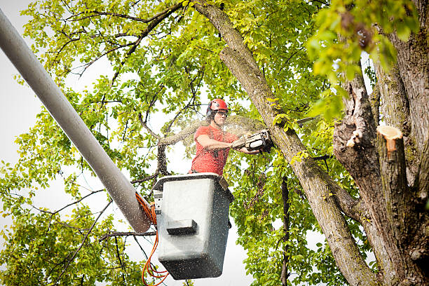  , USA Tree Care Services Pros